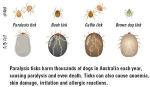 Paralysis Ticks on Dogs & Other Pets | Veterinary Hospital