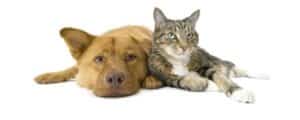 Vet Services for Pets