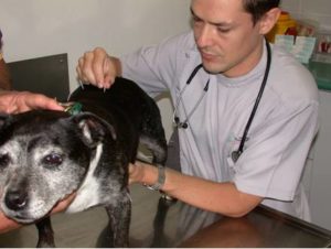 Vet Services ofr Dogs