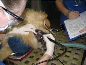 Dental Care For Your Pet