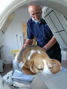 Vet Services for Dogs