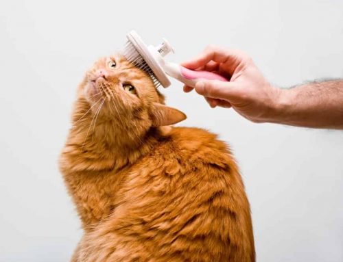 There’s Something in the ‘Hair’ – Grooming Your Pet
